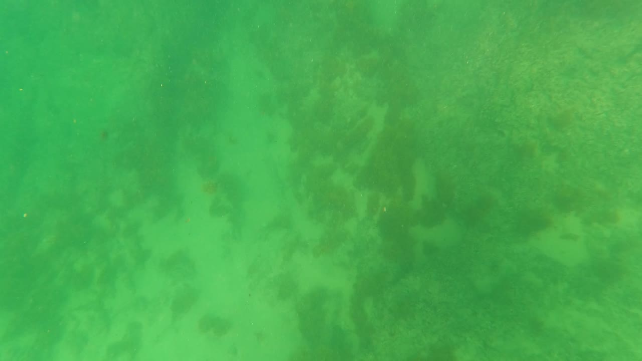 Sandy underwater floor with broad algae patches in green water.