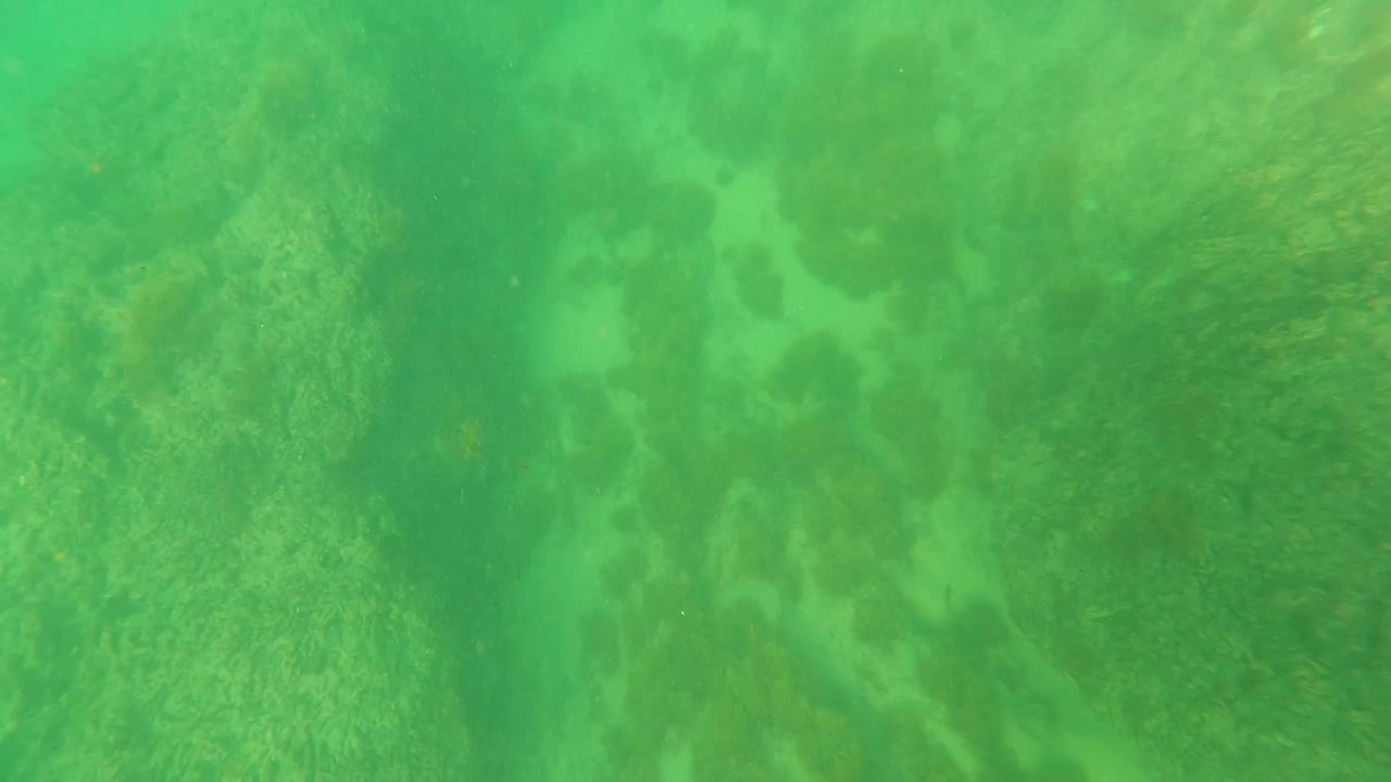 Green underwater seabed with seaweed and algae patches