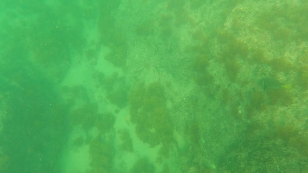 Green underwater frame from Los Barriles showing darker algae beds and mottled seabed texture beneath clear water, no visible people.