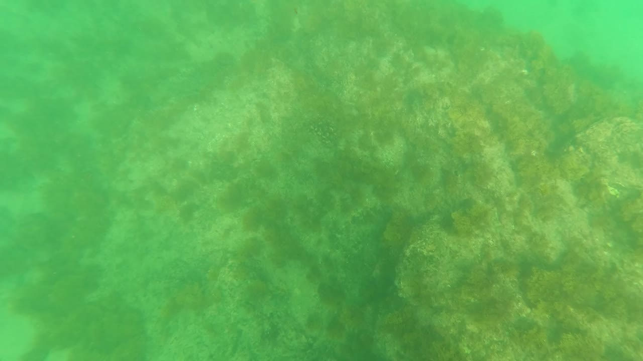 Los Barriles underwater seabed with broad green color, scattered seaweed, algae, and uneven darker bottom shapes, no visible people.