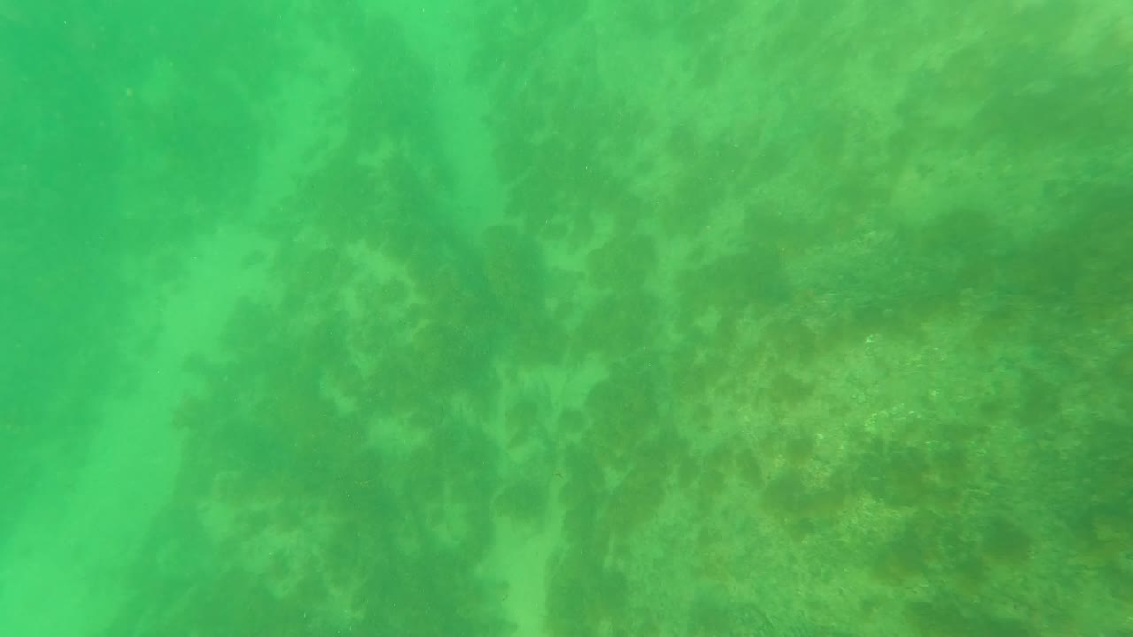 Close downward underwater view in Los Barriles with algae and seaweed softened by green water haze, no visible people.