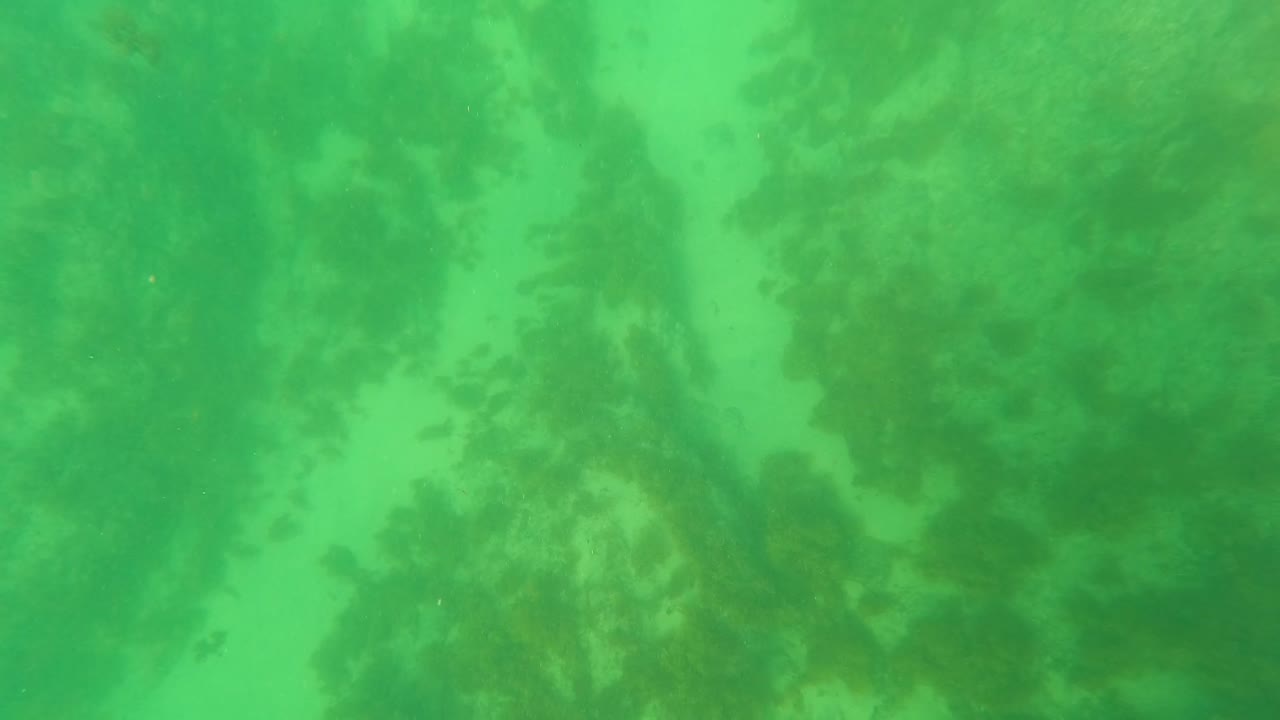 Opening underwater frame in Los Barriles, Baja California Sur showing green-tinted water over a sandy seabed with darker seaweed patches and no visible people.