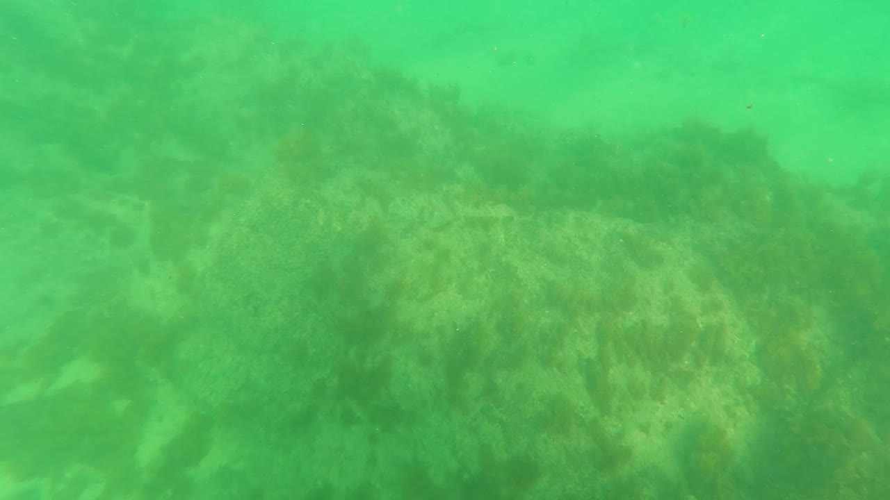 Second underwater frame in Los Barriles, Baja California Sur with broad green seaweed shapes across the sandy bottom and no visible people.