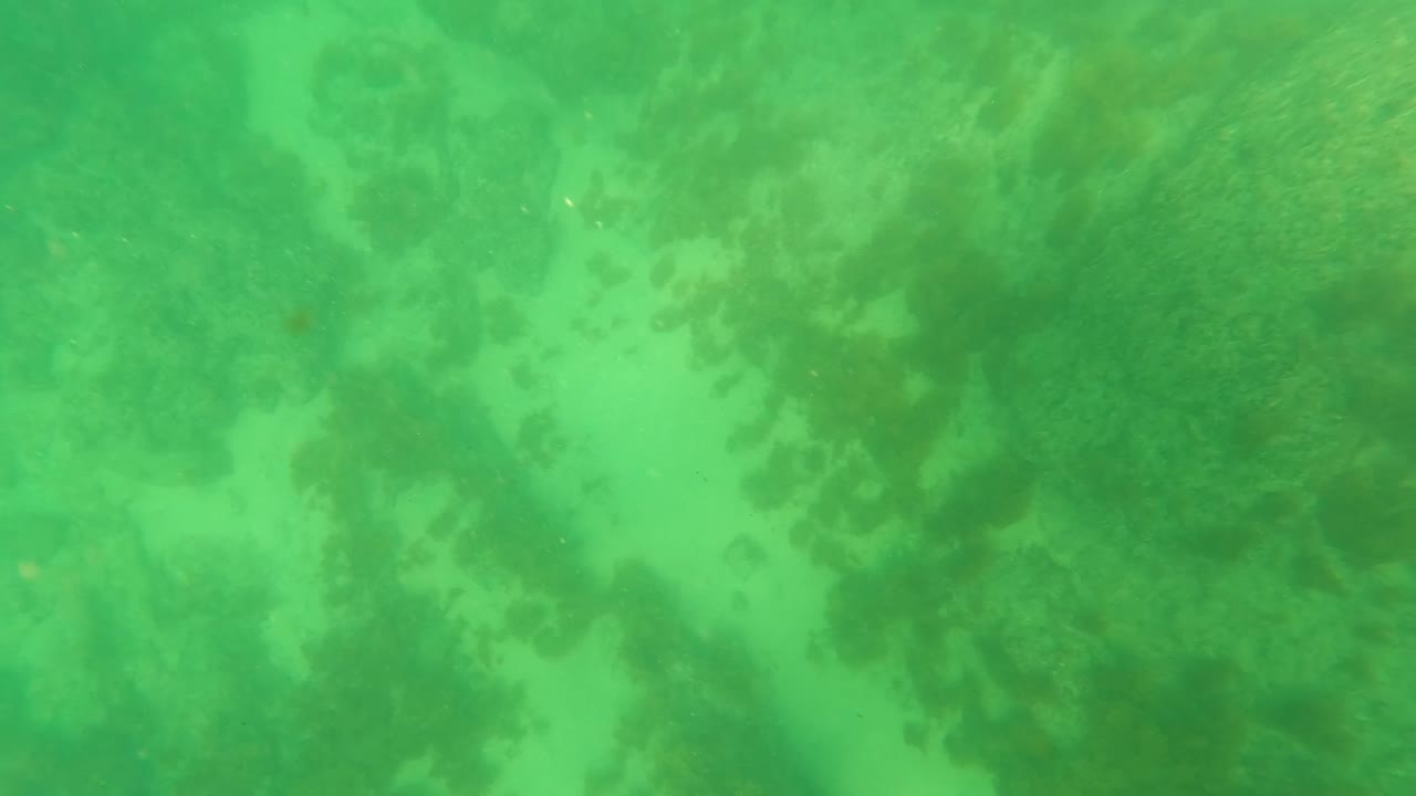 Third underwater frame in Los Barriles, Baja California Sur showing a similar green seabed field with algae-like patches fading into hazy water and no visible people.