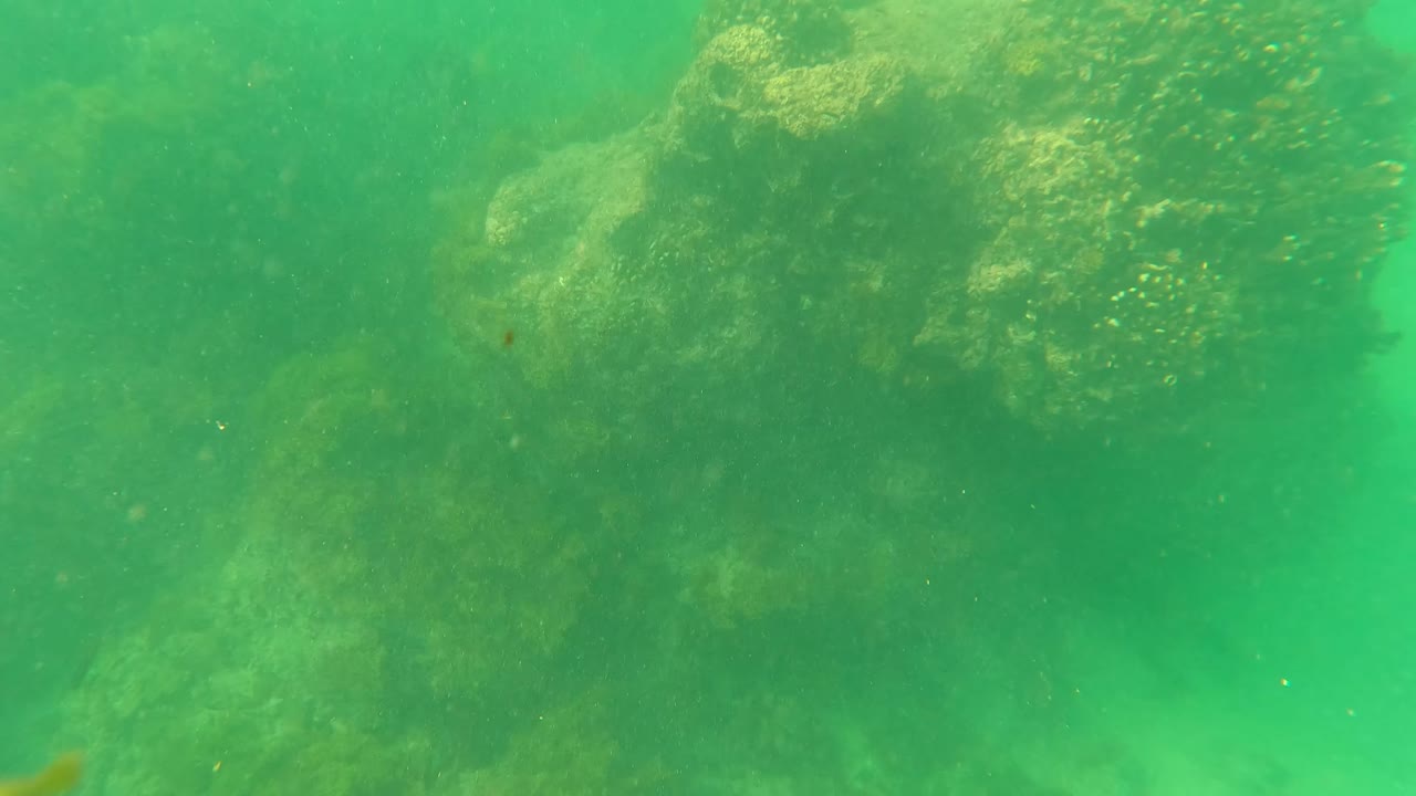 Underwater view at Los Barriles, Baja California Sur, with algae-covered rocks in green water and no visible people.