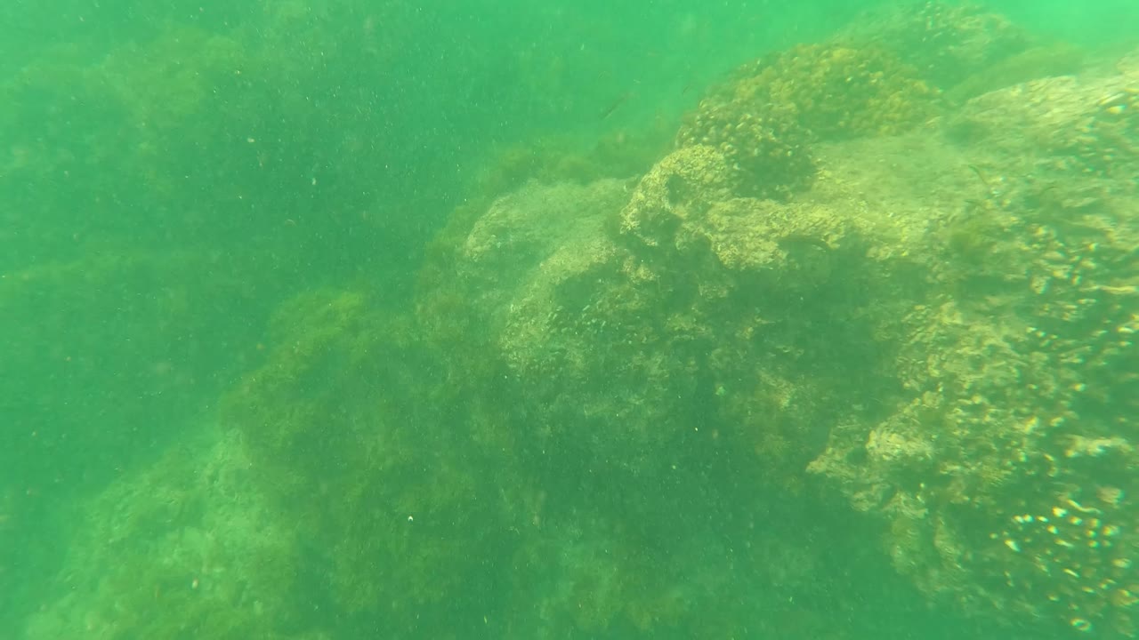 A closer underwater view in Los Barriles shows a large rock face with patchy marine growth and green water haze, with no visible people.