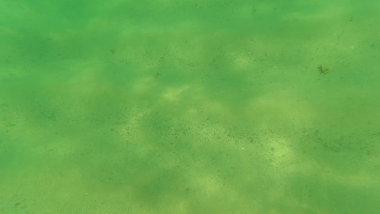 Sandy ocean floor seen through green water.