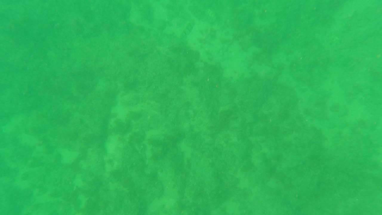 Early frame showing a broad green underwater field in Los Barriles, with darker seabed vegetation shapes drifting across the view and no visible people.