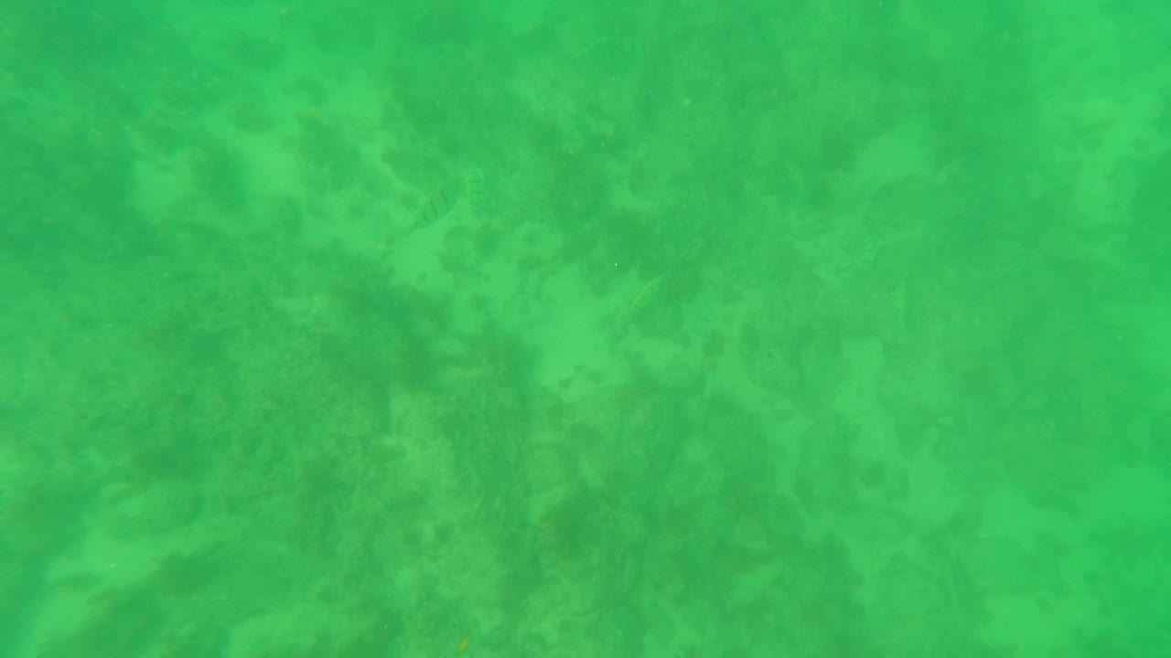 Mid-early frame of the Los Barriles underwater seabed, where pale sand-like areas and green algae-like vegetation blend through clear shallow water with no visible people.