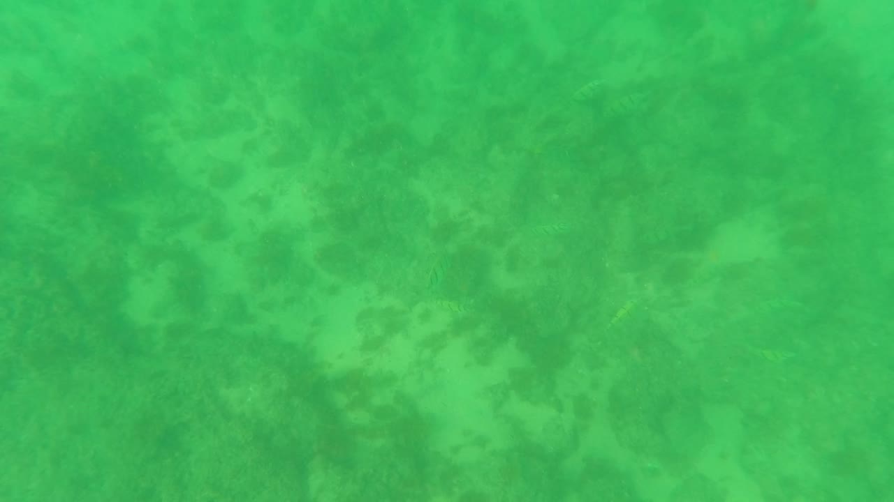 Shallow underwater seabed seen through green water.