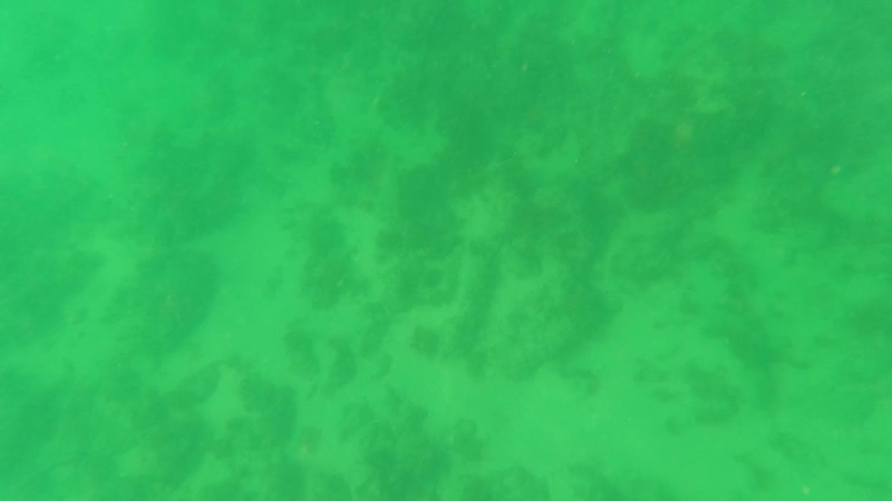 Green underwater view of seabed vegetation and soft ocean-floor texture.