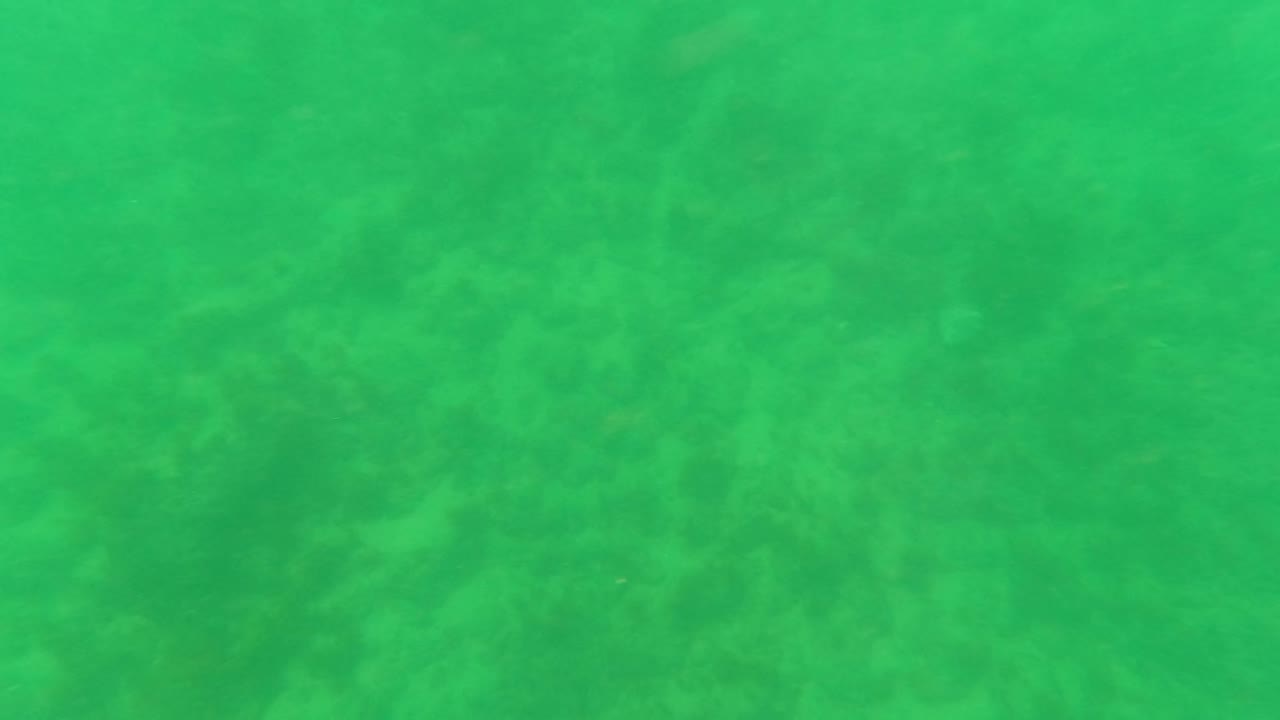Green murky underwater view with faint seabed texture.