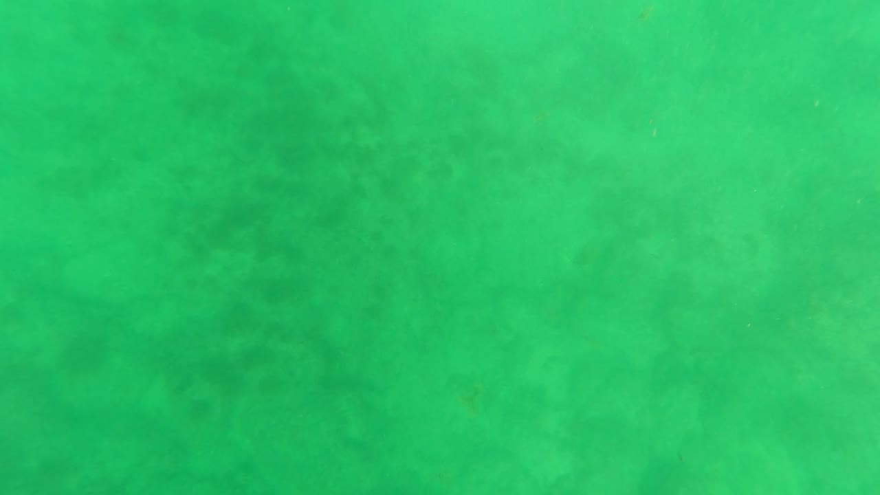 Cloudier green water softens the seabed detail in this Los Barriles underwater frame, with no visible people, logos, or boats.