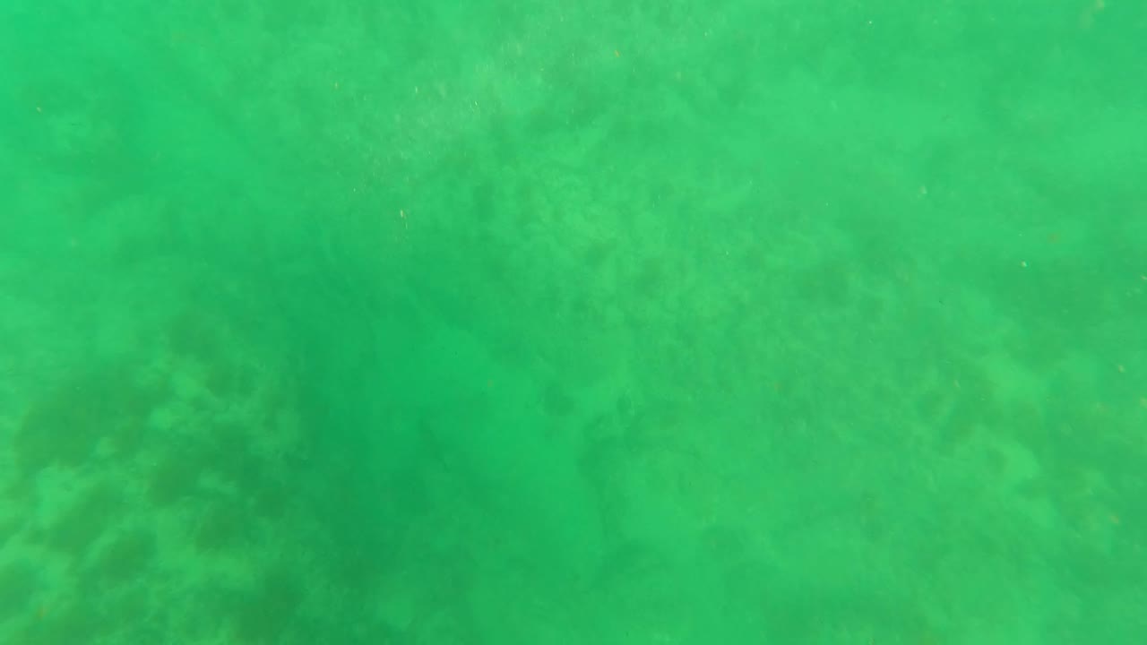 A large fish is faintly visible in green murky water near the ocean floor in Los Barriles, Baja California Sur, with no visible people.