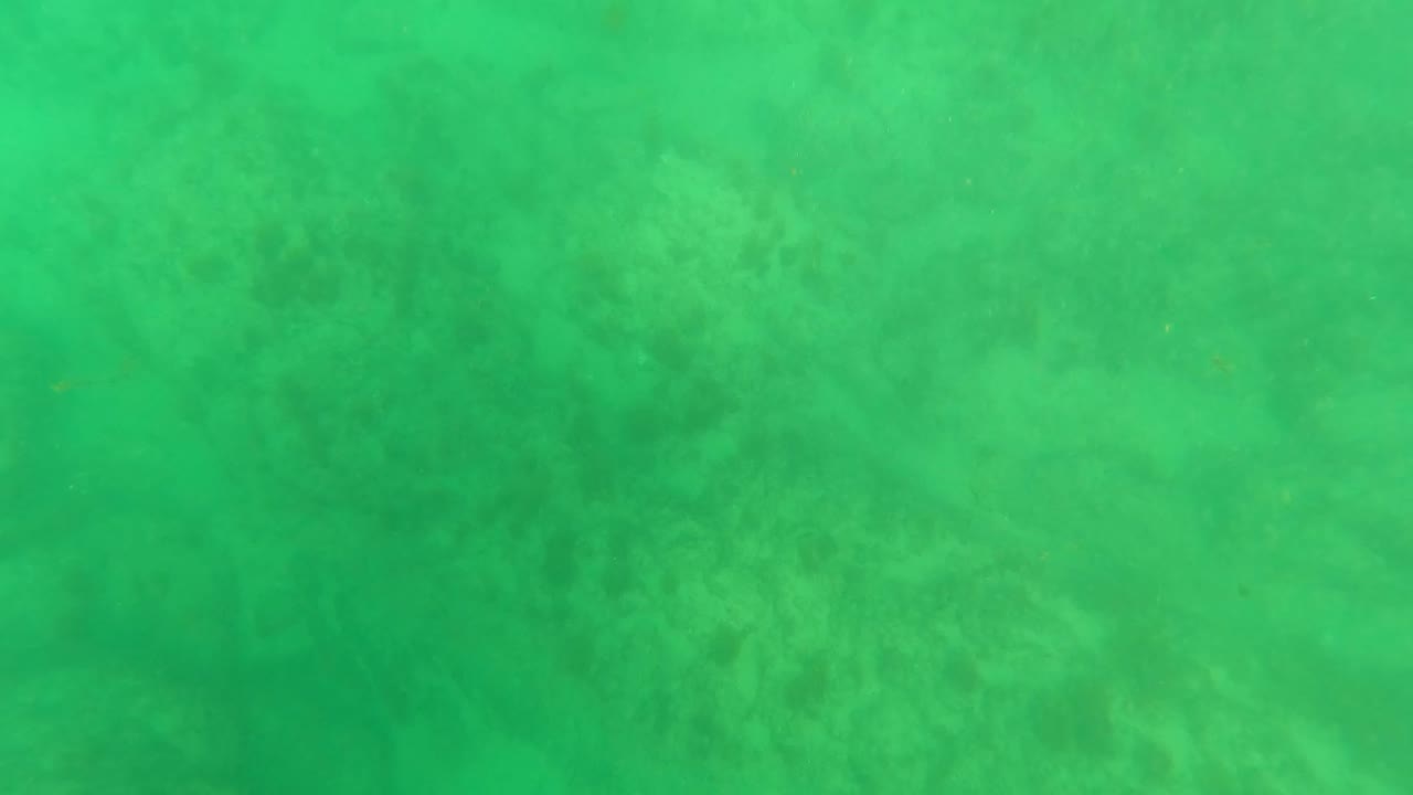The fish remains indistinct in green water at Los Barriles, Baja California Sur, with low underwater visibility and no visible people.