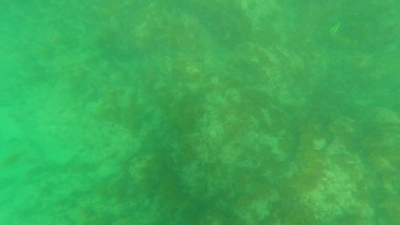 Opening underwater frame in Los Barriles, Baja California Sur showing green water over algae-covered rocky seabed, with no visible people.