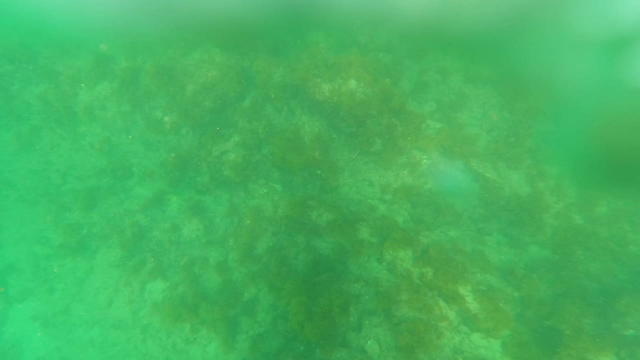 Algae-covered ocean floor seen through green water.