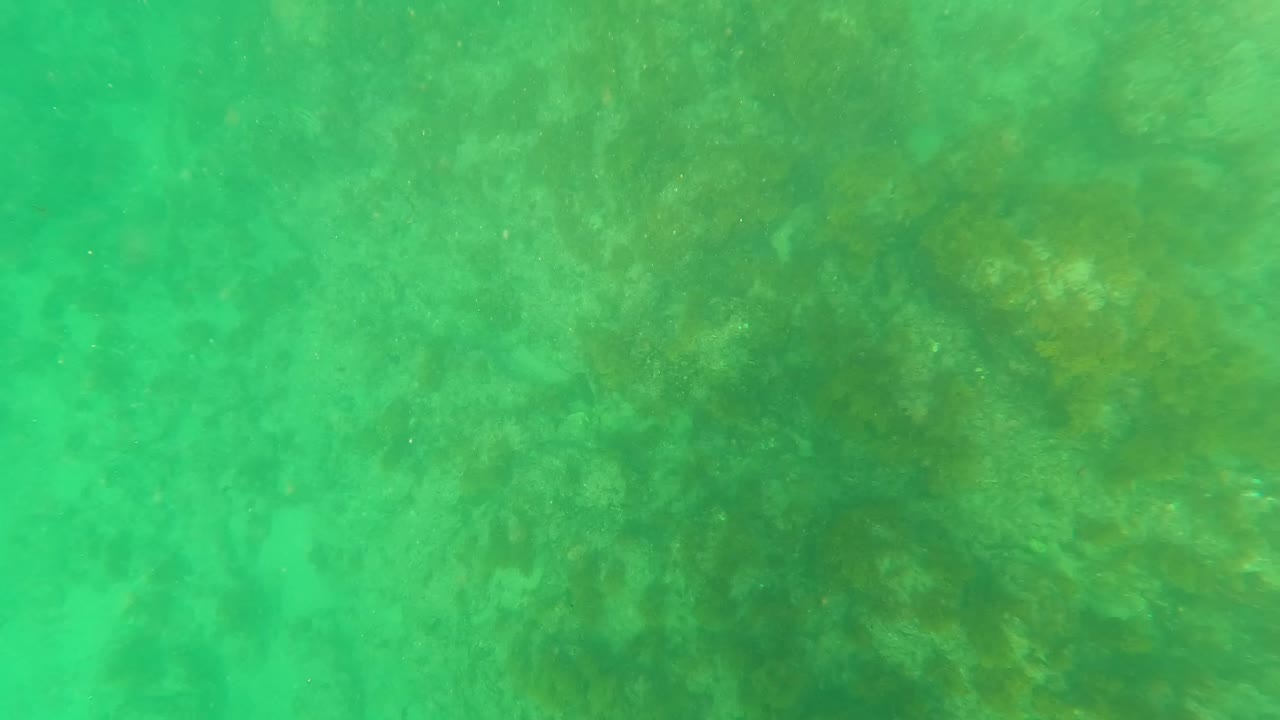 Mid-clip underwater frame in Los Barriles, Baja California Sur showing denser darker algae patches under green-tinted water, with no visible people.
