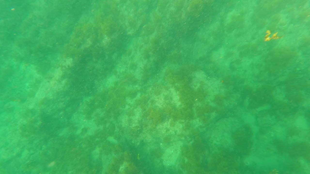 Opening underwater frame in Los Barriles, Baja California Sur, with green-tinted water over a rocky seabed and diffuse seaweed patches, no visible people.