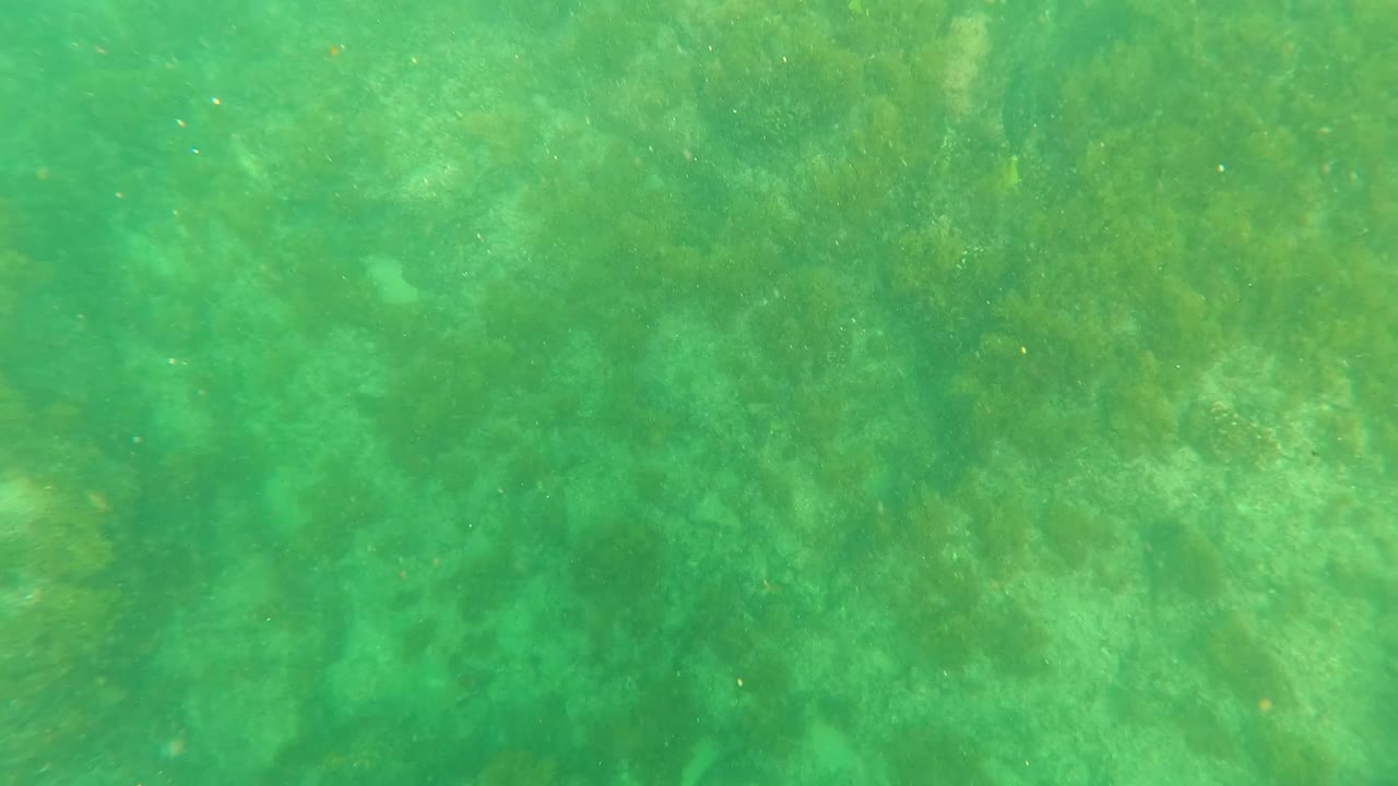 Green water over a rocky ocean floor with seaweed.