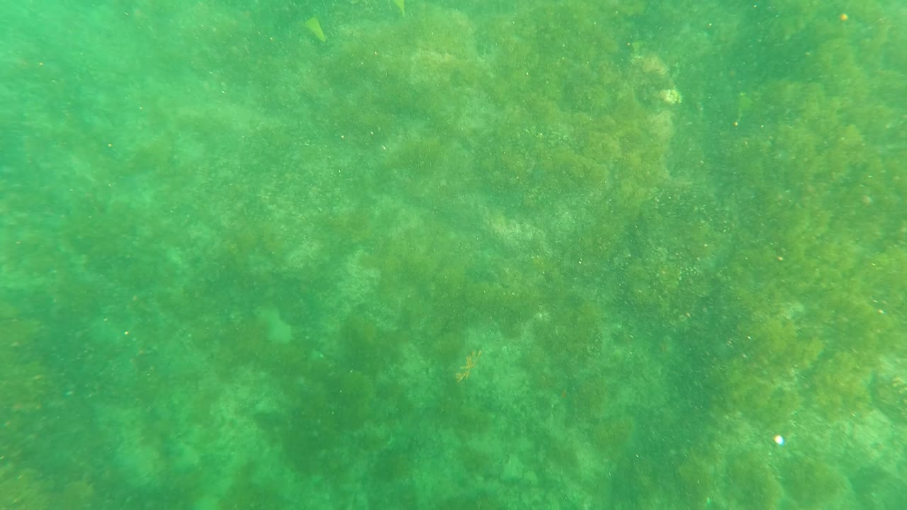 Mid-clip underwater view from Los Barriles with hazy green water, patchy seaweed, and uneven rocky seabed detail, no visible people.