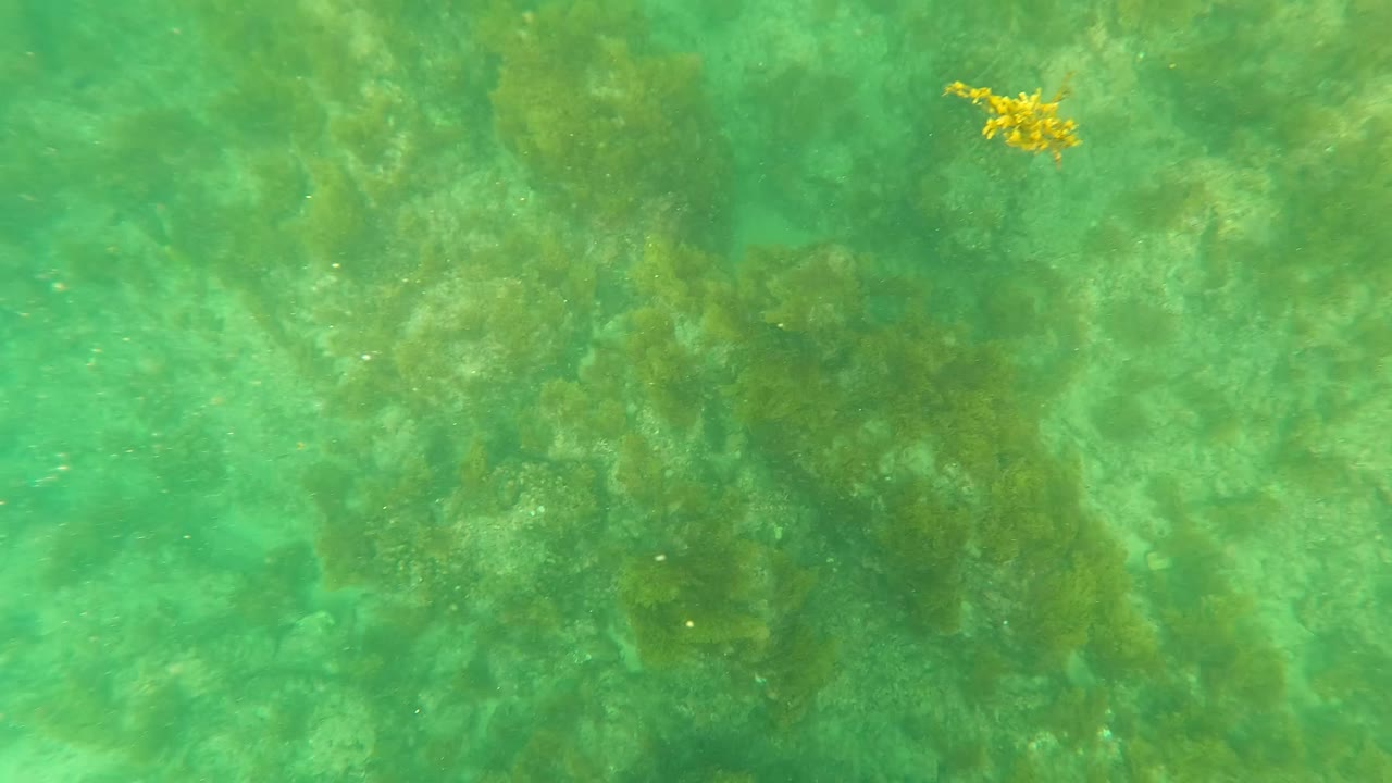 Green underwater seabed in Los Barriles, Baja California Sur, with rocks, brown seaweed, mottled sunlight, a small yellowish algae cluster near the top, and no visible people.