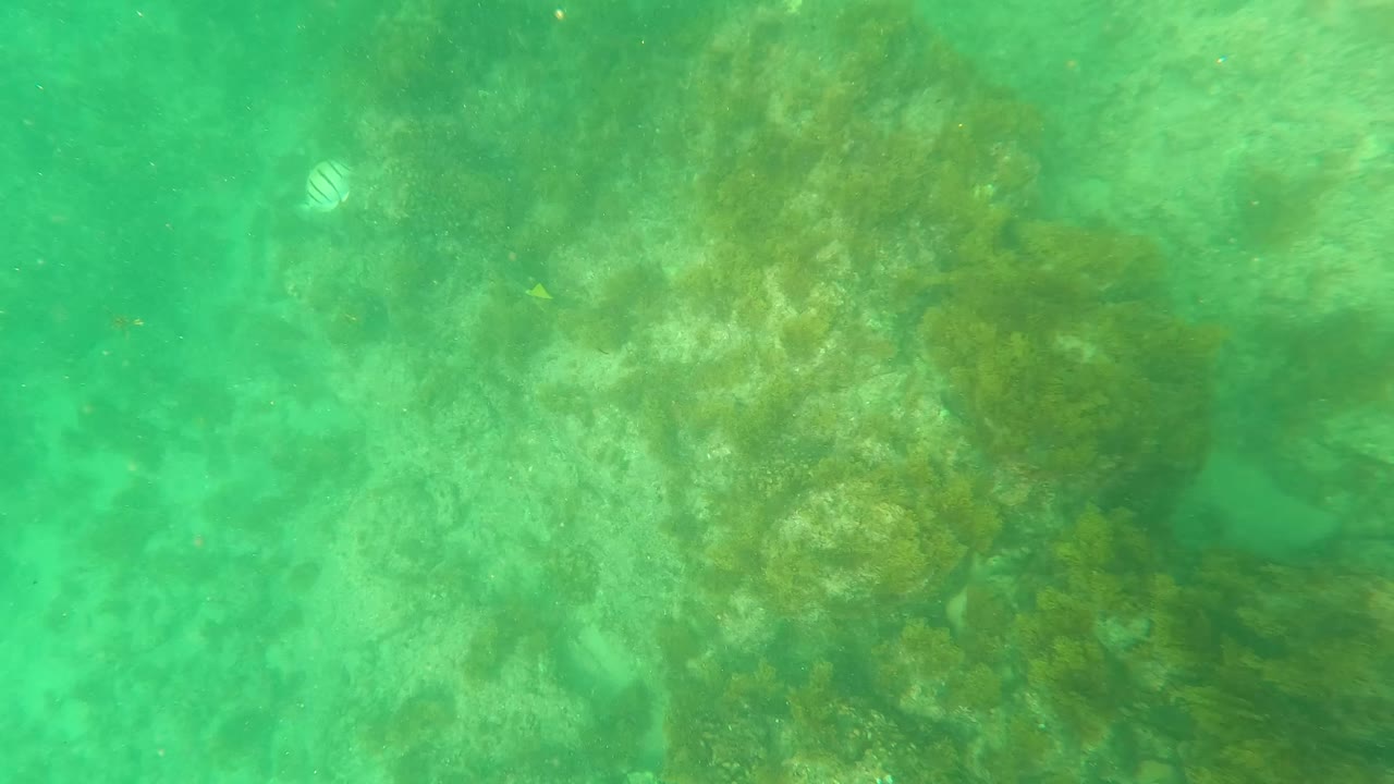 Underwater frame from Los Barriles showing green water over rocks and seaweed, with a pale shell-like shape near the upper left and no visible people.