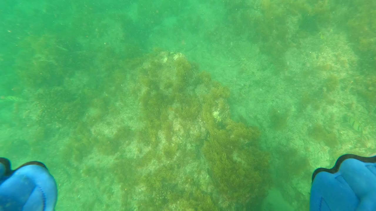 A blue swimmer flipper enters the lower right edge above the green rocky seabed and brown seaweed in Los Barriles, with no face or identifiable person visible.