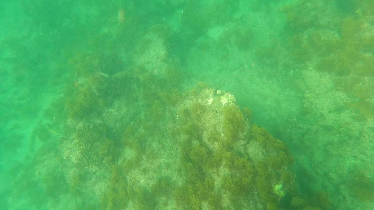 Blue flipper at the far right edge above green water and seaweed