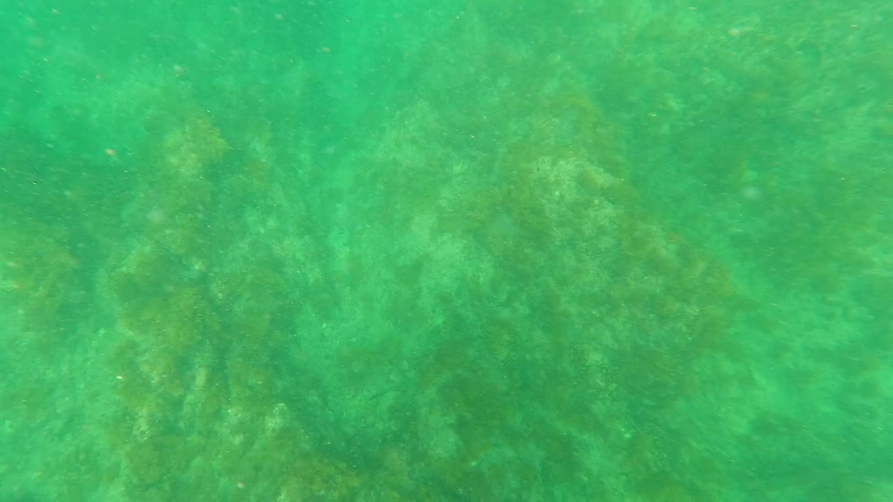 Green underwater seabed with seaweed and coral-like patches