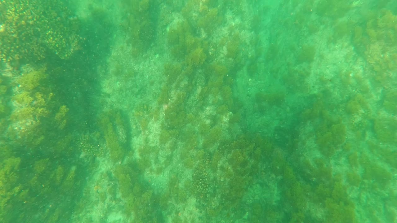 Third frame holds on a dense patch of underwater rock and algae at Los Barriles, with soft green light and no visible people.