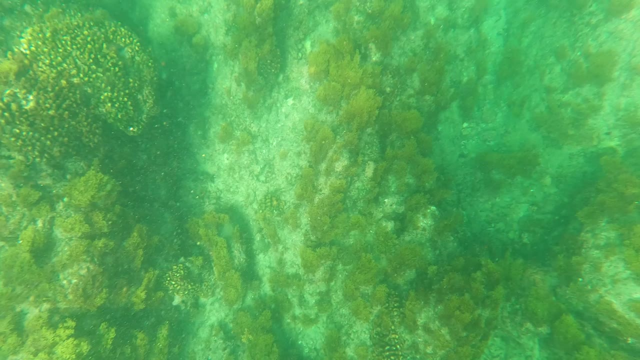 Fourth frame shows a darker algae and coral-like patch along the left side of the Los Barriles seabed, with green water and no visible people.