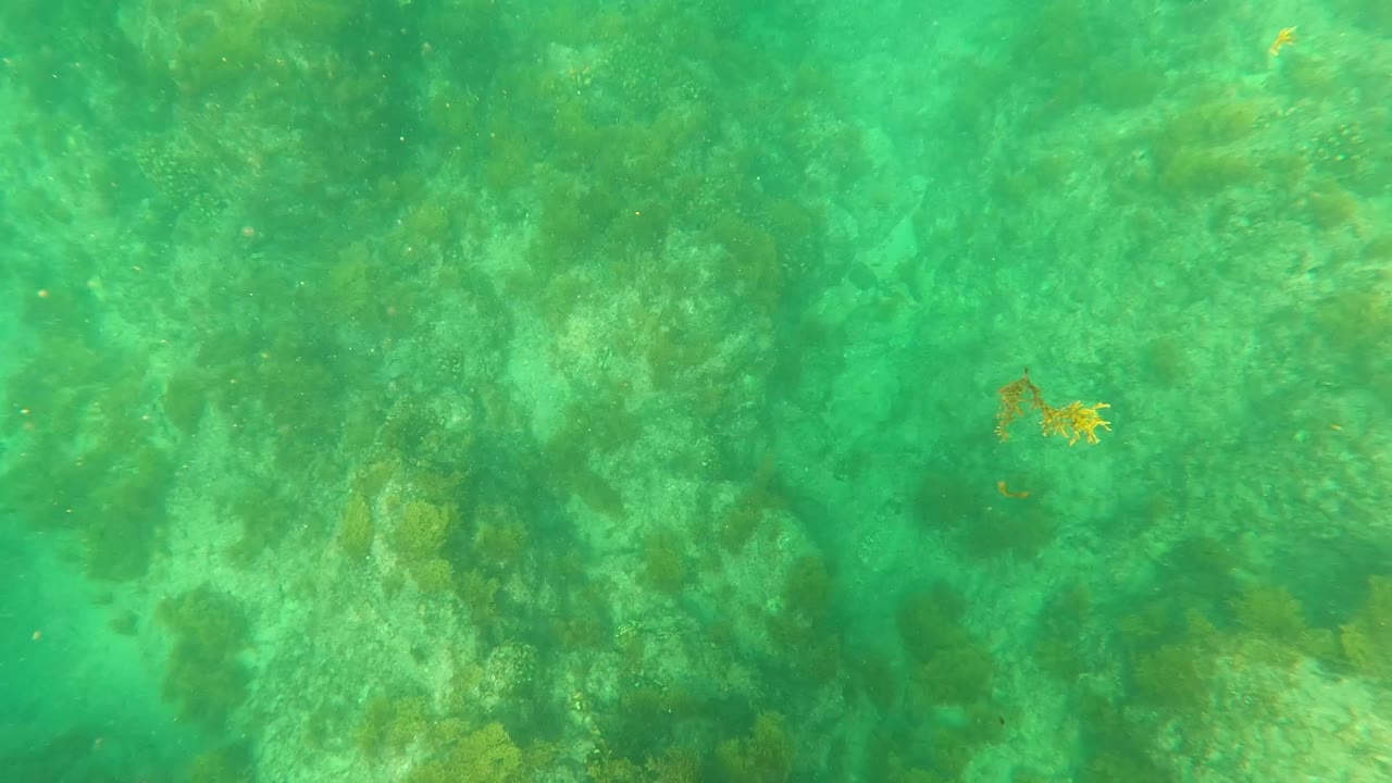 Green-turquoise underwater view of a rocky algae-covered seabed in Los Barriles, Baja California Sur, with no visible people.
