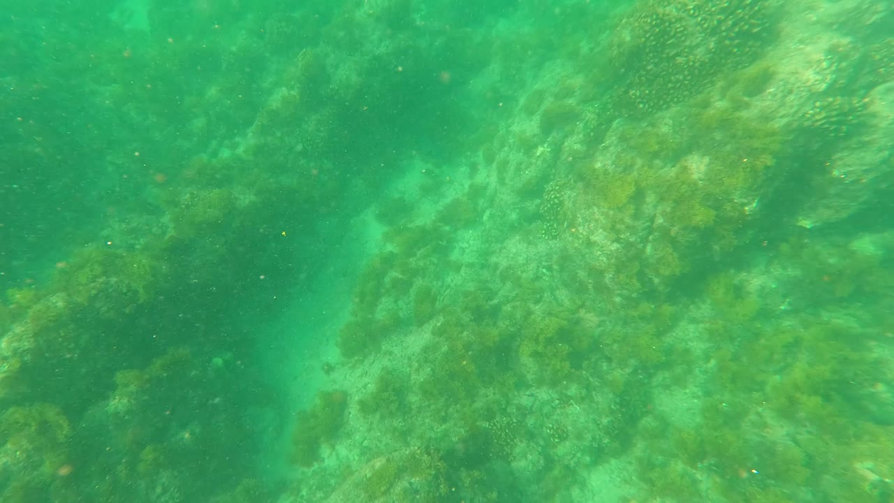 Dimmer green underwater frame showing rocky seabed, seaweed growth, and suspended particles in Los Barriles, Baja California Sur, with no visible people.