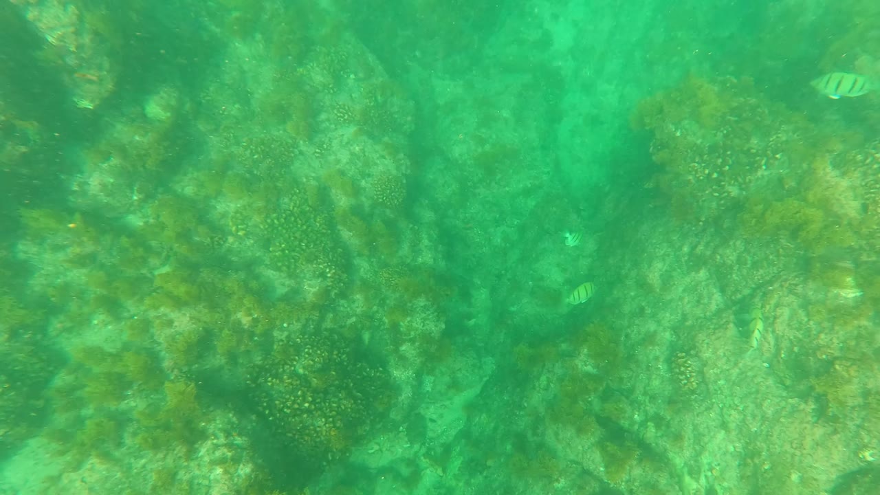 Underwater rocks with algae and a small fish
