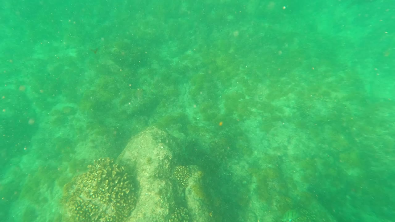Underwater view in Los Barriles, Baja California Sur, showing a coral head near the lower left over a rocky green seabed with no visible people.
