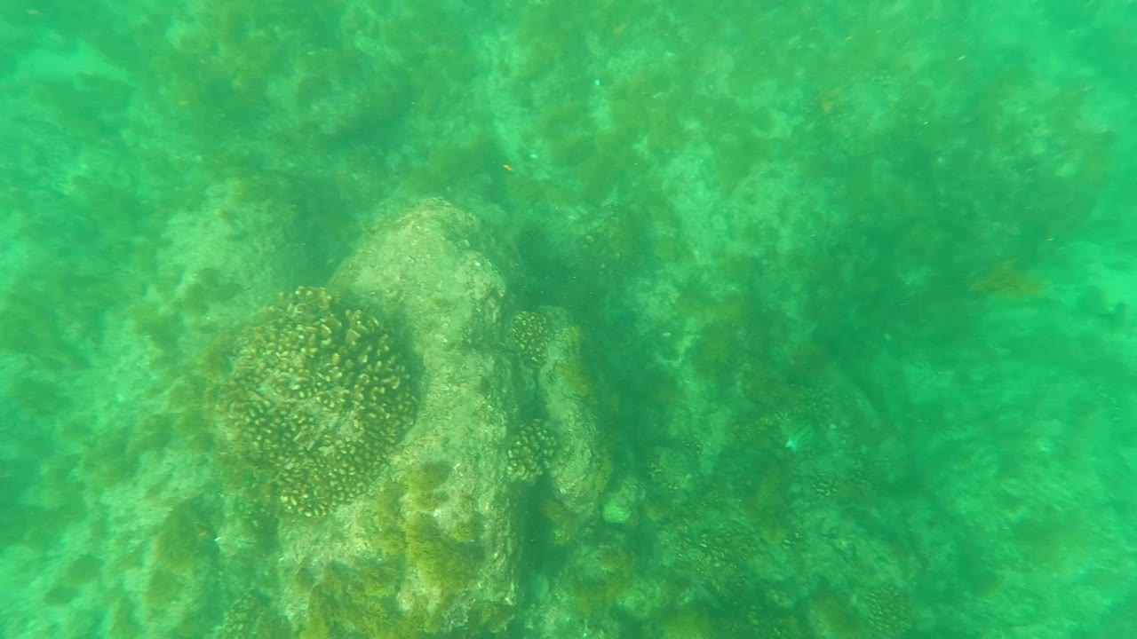 Underwater frame from Los Barriles with a rounded coral patch on a pale rock near center and soft green water over the seabed, with no visible people.