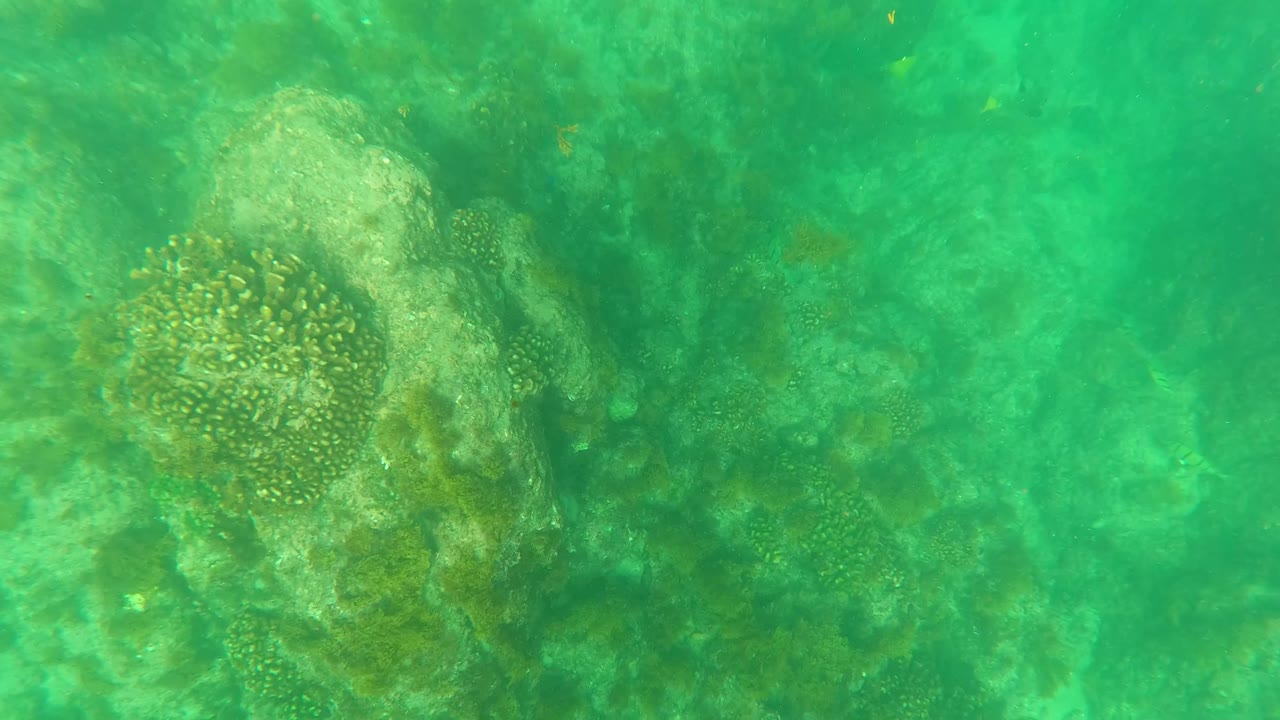 Underwater reef detail in Los Barriles showing a coral-topped rock in the upper right area and a textured ocean floor below, with no visible people.