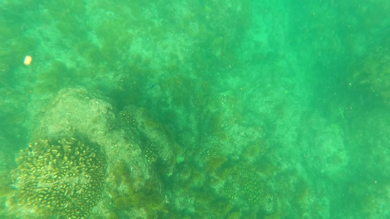 Close underwater view of coral and rock at the frame edge