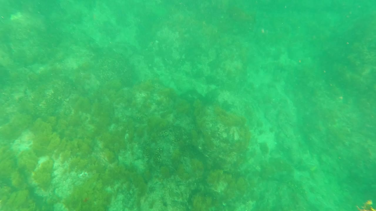 Green underwater view in Los Barriles, Baja California Sur, with rocks and seaweed visible through clear water and no visible people.