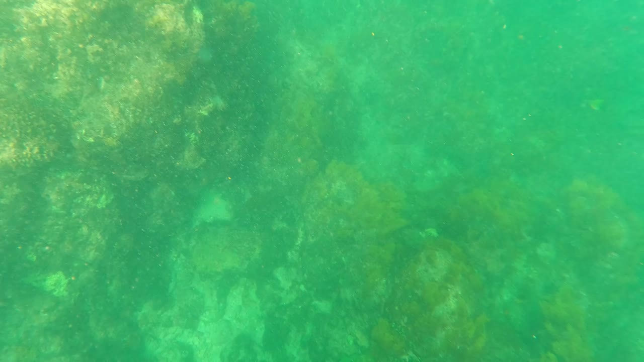 Closer underwater view of seaweed and rocks in green water.