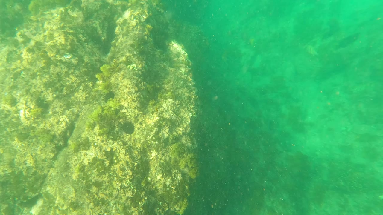 Algae-covered rock rises in green water at Los Barriles, Baja California Sur, with the seabed fading into the background and no visible people.
