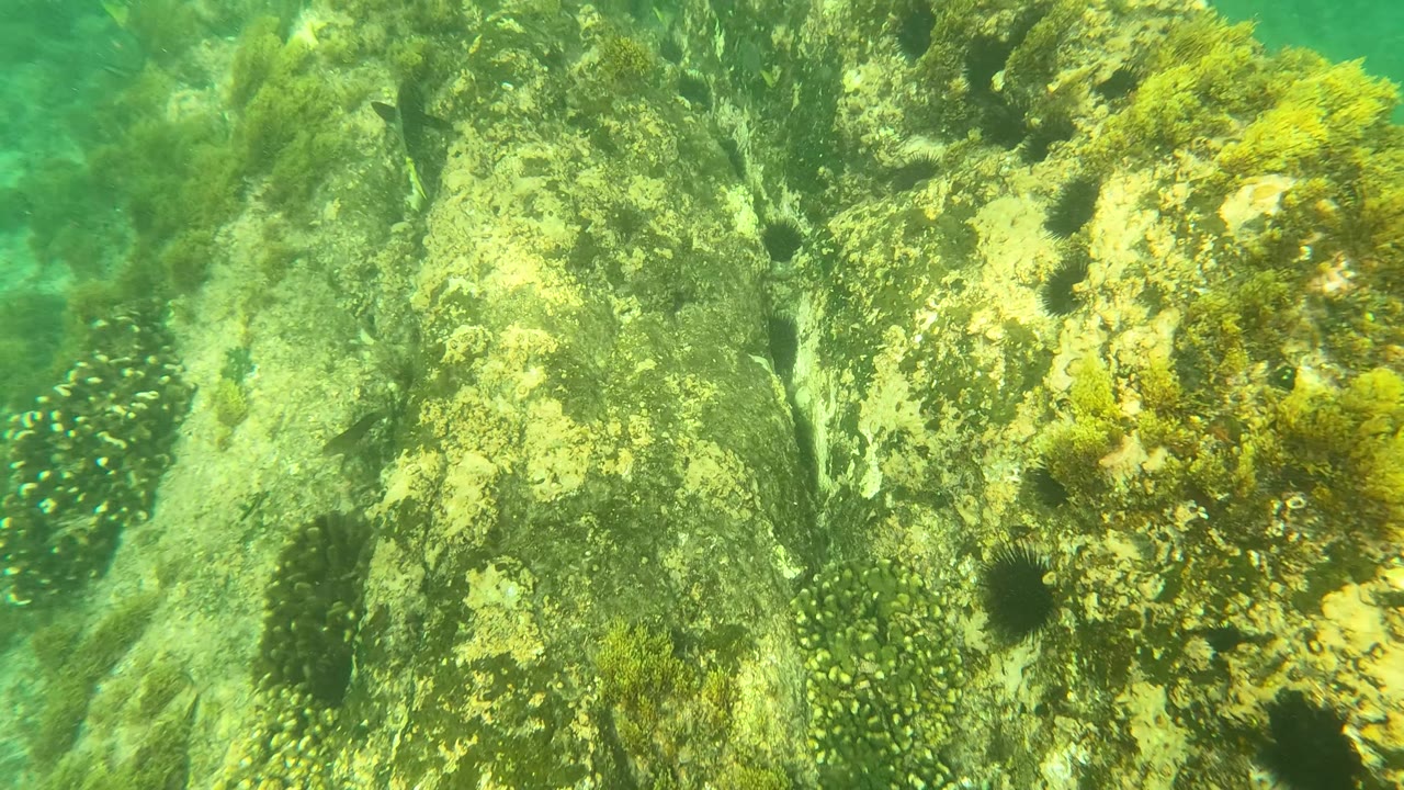 Algae-covered underwater rocks in green water with small fish near the edges.