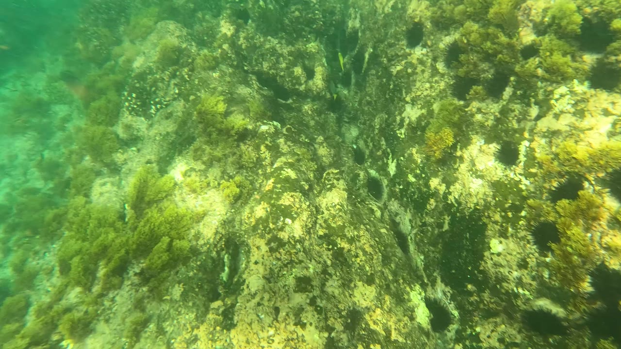 Underwater view in Los Barriles, Baja California Sur, with a central rocky outcrop covered in seaweed and mottled algae, green water behind it, and no visible people.