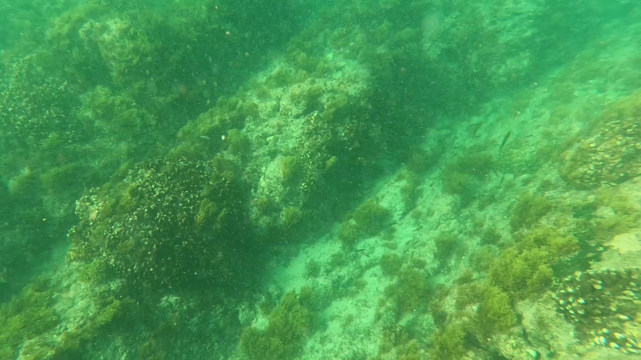 Mid-clip underwater frame from Los Barriles, Baja California Sur, showing algae-coated rocks receding into green water with scattered small fish and no visible people.
