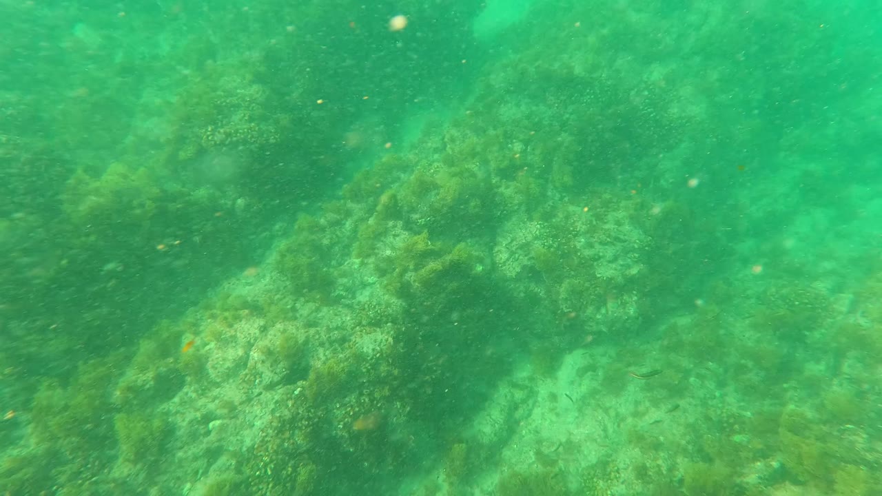 Later underwater frame in Los Barriles, Baja California Sur, with the rocky seafloor seen through hazier green water, algae patches, tiny fish, and no visible people.