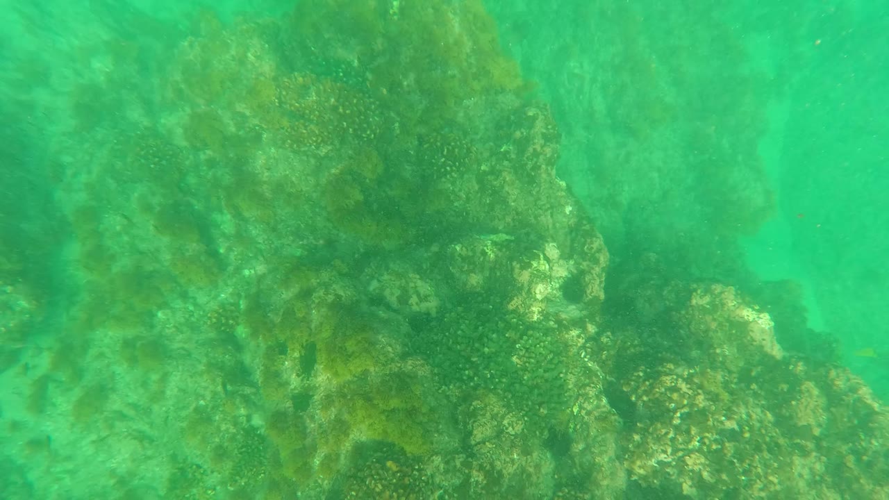 Early frame of an underwater reef in Los Barriles, Baja California Sur, Mexico, with algae-covered rocks filling the foreground and no visible people.