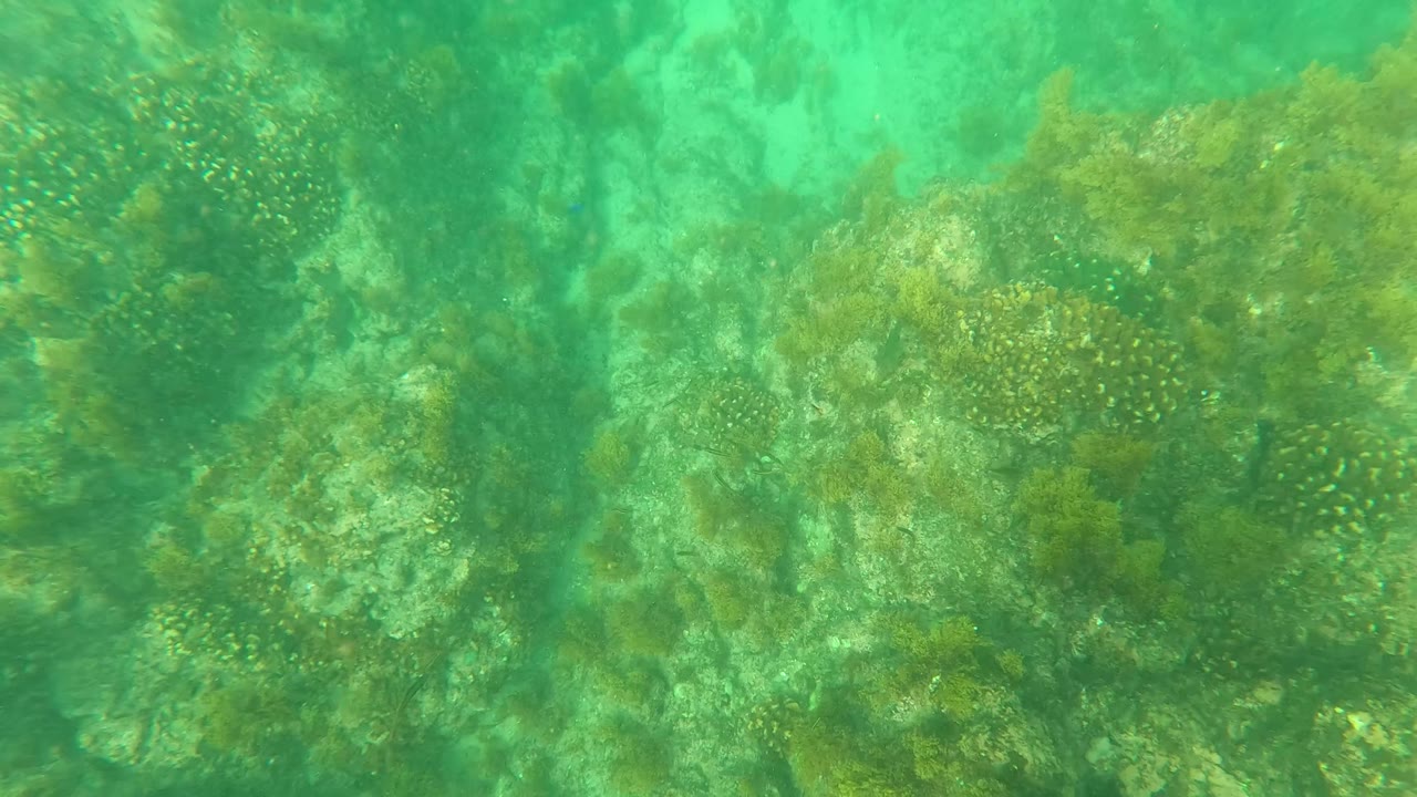 Close underwater view of algae-covered coral and pale seabed.