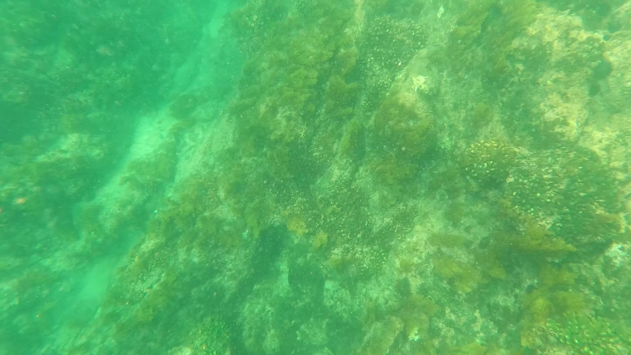 Green underwater view of algae-covered rocks and clear water
