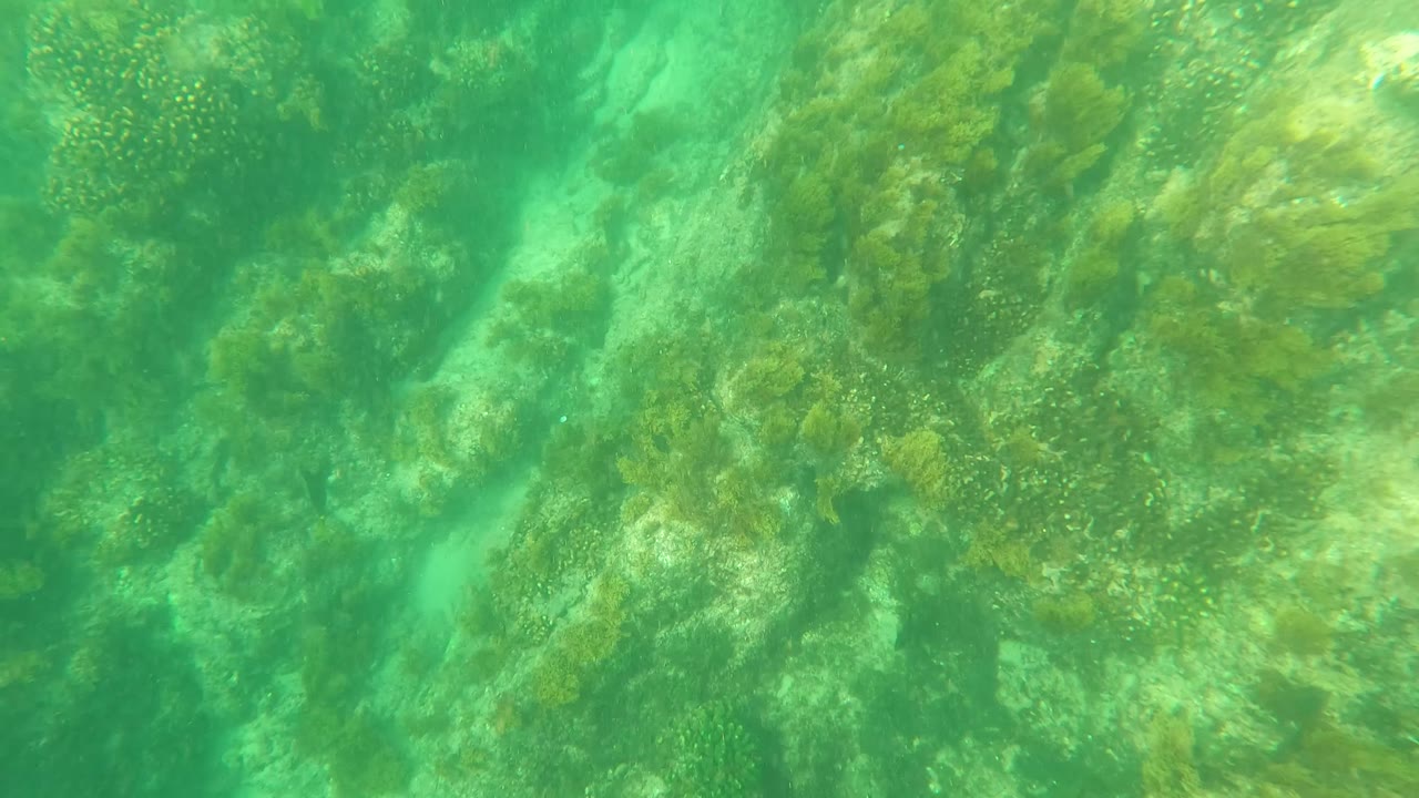 Underwater frame in Los Barriles, Baja California Sur with algae-covered rock ledges and small reef-like patches filling the view, with no visible people.